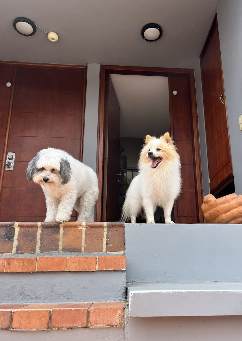 My dogs, part of my daily inspiration
